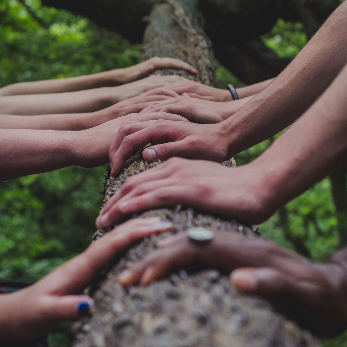Picture. Hands on a Tree.
