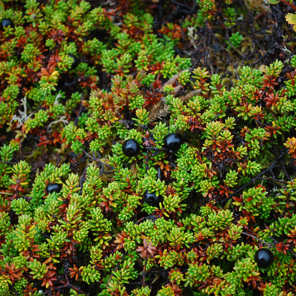 Nordic berries, Photo Credits Harry Lankreijer