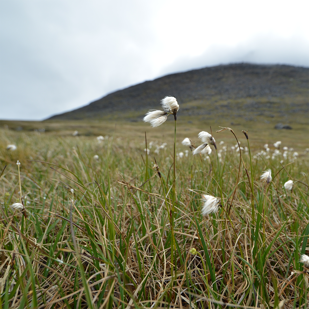 Icelandic nature, Photo Credits Joula Siponen