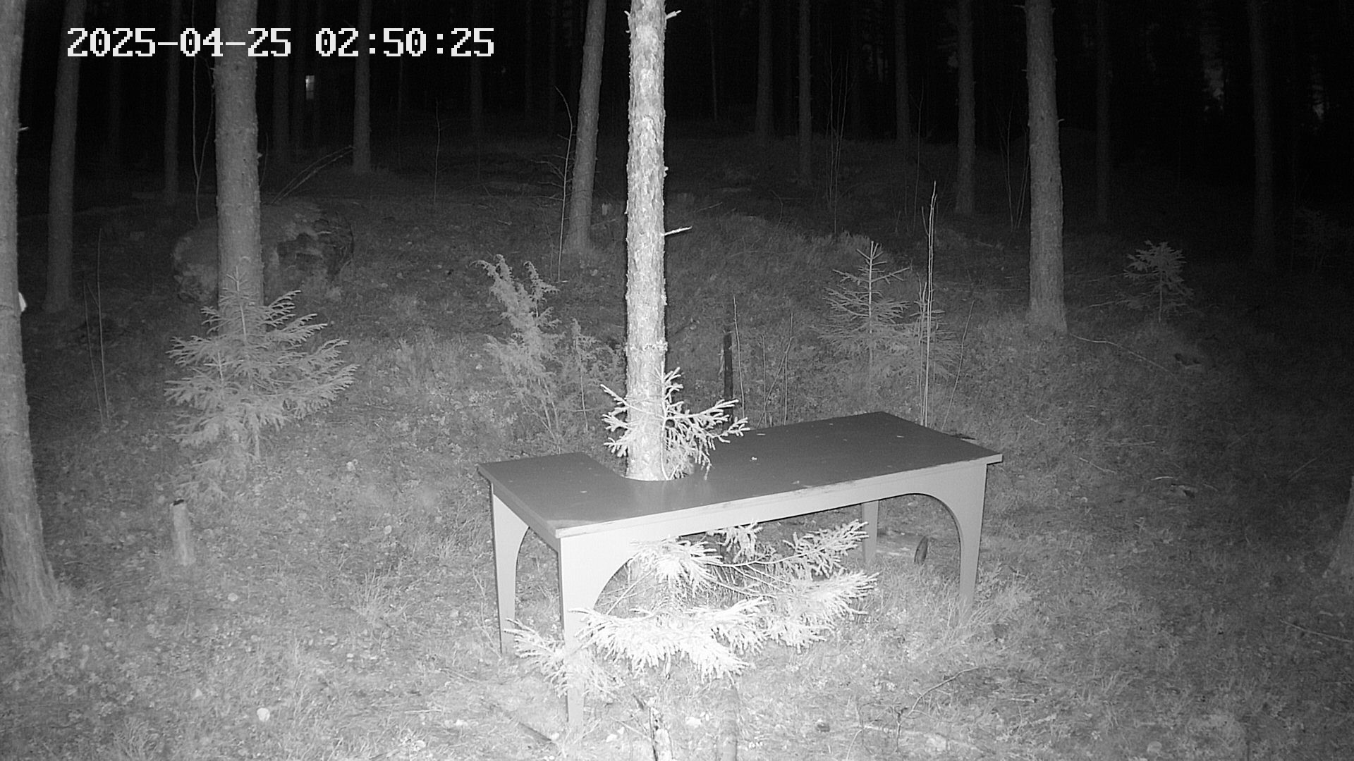 tree phenocam image 1